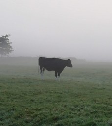 Pat - Koeien in de mist